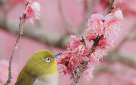 【写真部】3/3 松山総合公園の椿園と菊間町かわら館の梅園 【写真部】3/3 松山総合公園の椿園と菊間町かわら館の梅園