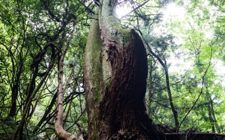 【写真部】7/12 滑川渓谷新緑撮影 【写真部】7/12 滑川渓谷新緑撮影