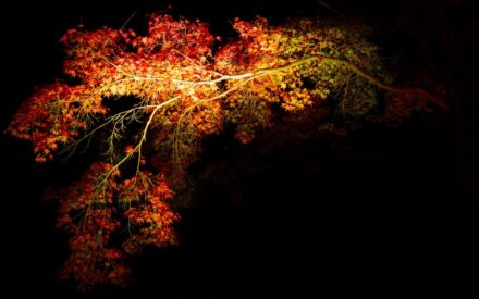 【写真部】11/14 二の丸庭園ライトアップ撮影 【写真部】11/14 二の丸庭園ライトアップ撮影